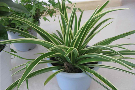 吊蘭 辦公室適合放哪些綠化植物？ 行業(yè)資訊 第3張