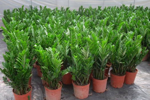 金錢(qián)樹(shù)的養殖方法和注意事項 行業(yè)資訊 第1張 金錢(qián)樹(shù)的養殖方法和注意事項 行業(yè)資訊 第1張