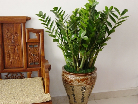 金錢(qián)樹(shù)的養殖方法和注意事項 行業(yè)資訊 第2張 金錢(qián)樹(shù)的養殖方法和注意事項 行業(yè)資訊 第2張