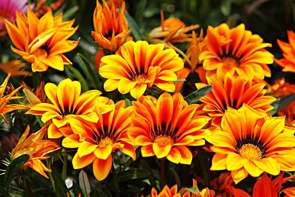 盆栽植物-勛章菊的養護栽培知識 行業(yè)資訊 盆栽植物-勛章菊的養護栽培知識 行業(yè)資訊