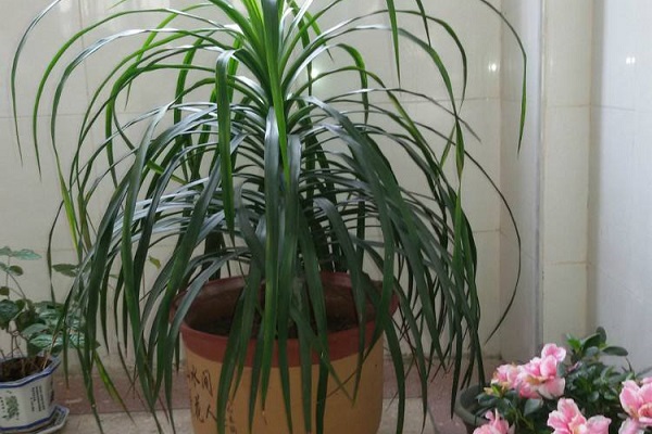 龍須蘭的種植養護方法介紹 行業(yè)資訊 龍須蘭的種植養護方法介紹 行業(yè)資訊