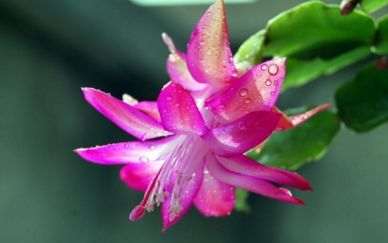 夏季不能澆水的七種常見(jiàn)花卉介紹 行業(yè)資訊 第1張 夏季不能澆水的七種常見(jiàn)花卉介紹 行業(yè)資訊 第1張