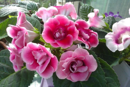 夏季不能澆水的七種常見(jiàn)花卉介紹 行業(yè)資訊 第2張 夏季不能澆水的七種常見(jiàn)花卉介紹 行業(yè)資訊 第2張