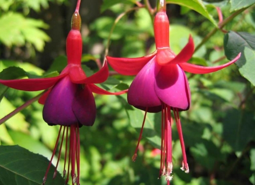 夏季不能澆水的七種常見(jiàn)花卉介紹 行業(yè)資訊 第3張 夏季不能澆水的七種常見(jiàn)花卉介紹 行業(yè)資訊 第3張