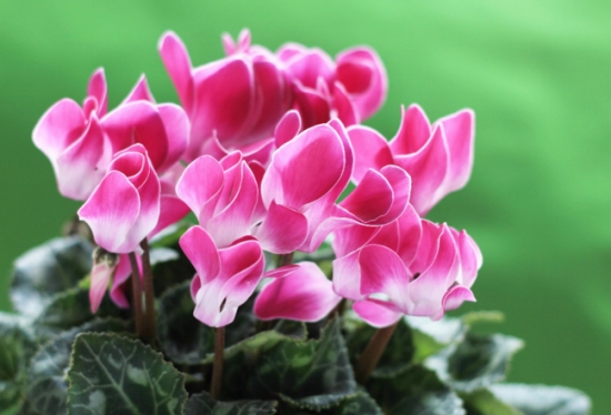 夏季不能澆水的七種常見(jiàn)花卉介紹 行業(yè)資訊 第6張 夏季不能澆水的七種常見(jiàn)花卉介紹 行業(yè)資訊 第6張