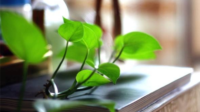 綠蘿怎么養 綠蘿的養殖方法介紹 行業(yè)資訊 綠蘿怎么養 綠蘿的養殖方法介紹 行業(yè)資訊