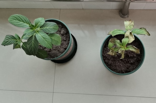 花草養護技巧:養花澆水最怕澆半截水 行業(yè)資訊 第1張 微信圖片_20200803111256_副本.jpg 花草養護技巧:養花澆水最怕澆半截水 行業(yè)資訊 第1張