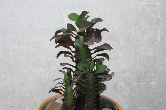 龍骨花的養護方法及扦插繁殖方法 行業(yè)資訊 龍骨花的養護方法及扦插繁殖方法 行業(yè)資訊