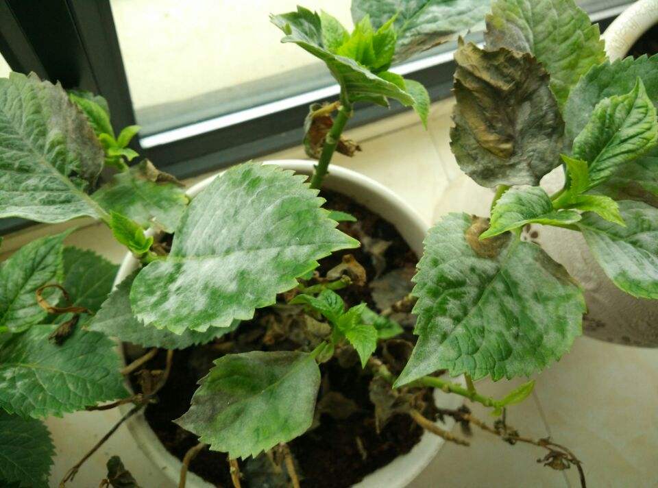 繡球花葉子枯萎的原因及解決方法 行業(yè)資訊 繡球花葉子枯萎的原因及解決方法 行業(yè)資訊