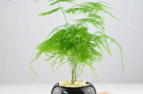 夏天文竹的養護方法 行業資訊 夏天文竹的養護方法 行業資訊